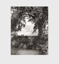 Bernhard Fuchs: Woodlands (English edition) - Bookshop Anzenberger